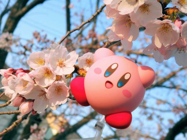 《星之卡比賞櫻秀》櫻花盛開的當下就該帶個暖心的夥伴