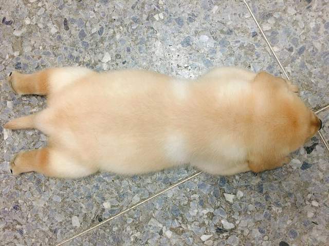 《台灣警犬隊生力軍專屬IG》賣萌賣成這樣可恥啊（抱緊）