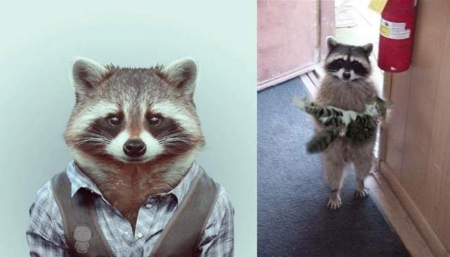 有時候覺得《浣熊最像人的時刻》好吧明天來上班! 有時候覺得《浣熊最像人的時刻》好吧明天來上班!