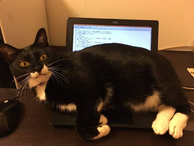 感染者續出《最可愛的勒索病毒》被害的貓奴電腦不斷增加中wwww 感染者續出《最可愛的勒索病毒》被害的貓奴電腦不斷增加中wwww