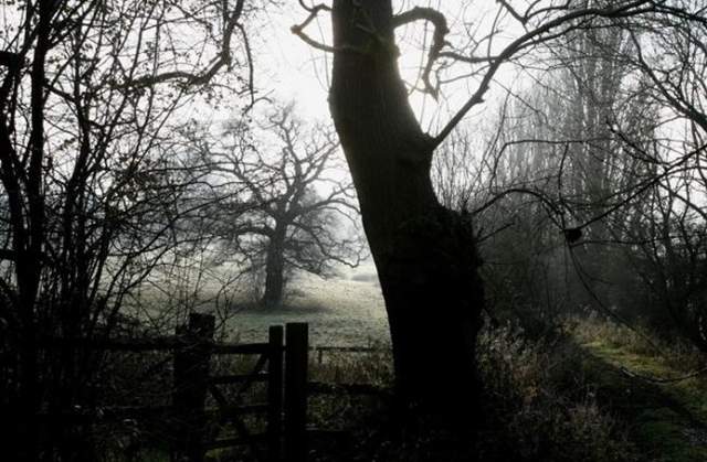 《世界7座陰森林》森林裡有什麼你真的不知道