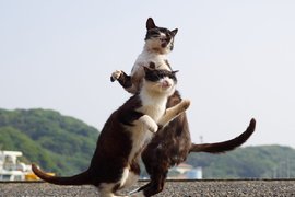 動感飛躍《JoJo貓》原來你們也是替身使者啊 動感飛躍《JoJo貓》原來你們也是替身使者啊