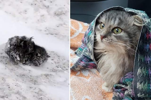 《貓咪在路邊被凍成雪球》還好被善心貓奴給發現