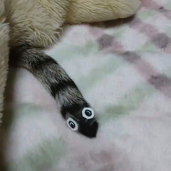 《貓尾上出現的異生物》擺動不停的可愛模樣要是大流行就更棒惹♥ 《貓尾上出現的異生物》擺動不停的可愛模樣要是大流行就更棒惹♥