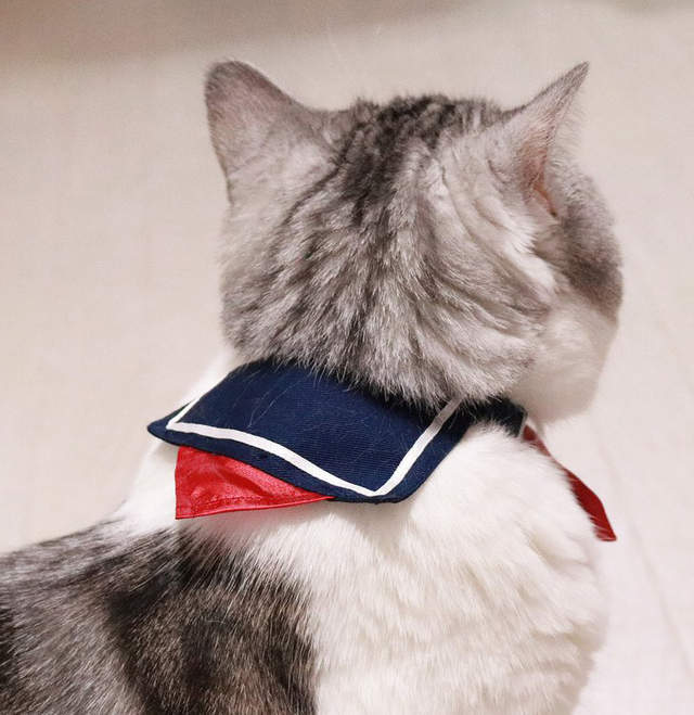 推特話題《水手服貓咪項圈》是青春酸酸甜甜的味道（？）