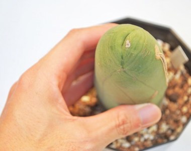 猥褻仙人掌《成程柱》又名為〝男性之光〞的多肉植物 猥褻仙人掌《成程柱》又名為〝男性之光〞的多肉植物