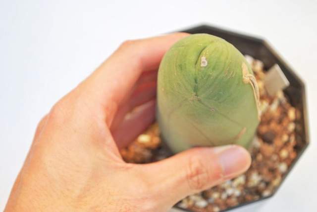 猥褻仙人掌《成程柱》又名為〝男性之光〞的多肉植物 猥褻仙人掌《成程柱》又名為〝男性之光〞的多肉植物