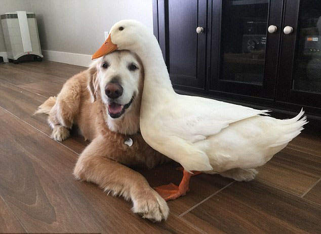 《四隻腳跟兩隻腳的超級麻吉》從偷吃中建立起跨種族情誼