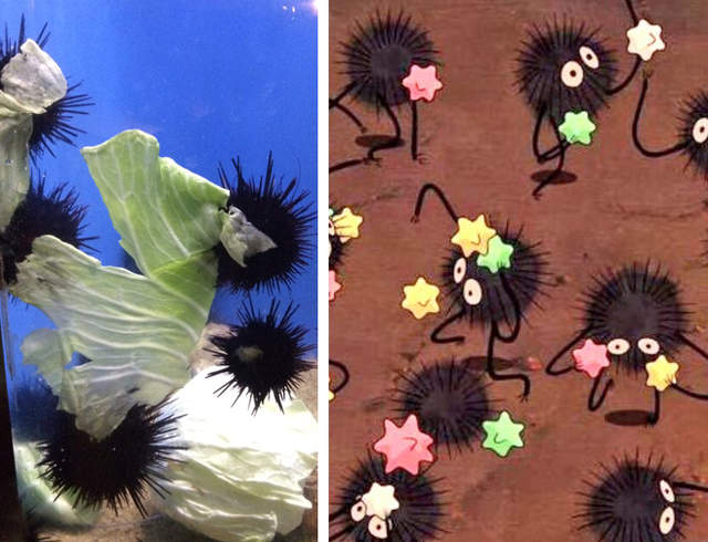 《吃高麗菜的海膽》根本是真實版宮崎駿動畫的小煤炭 《吃高麗菜的海膽》根本是真實版宮崎駿動畫的小煤炭