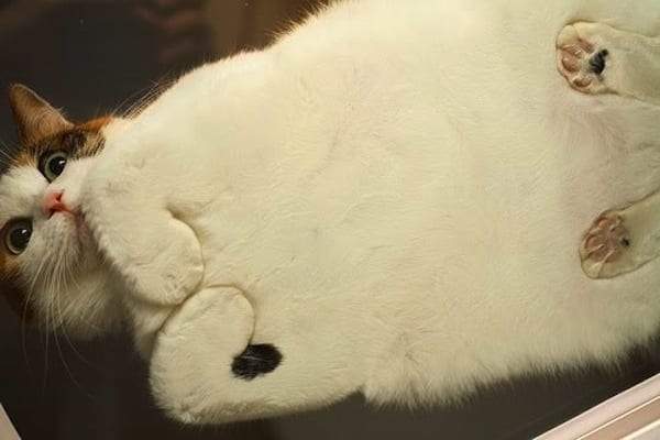 SNS上《关于猫的爆笑PO文》这些文章让猫奴