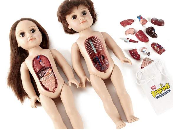 《教育級內臟娃娃》拆拆裝裝認識人體器官從小開始