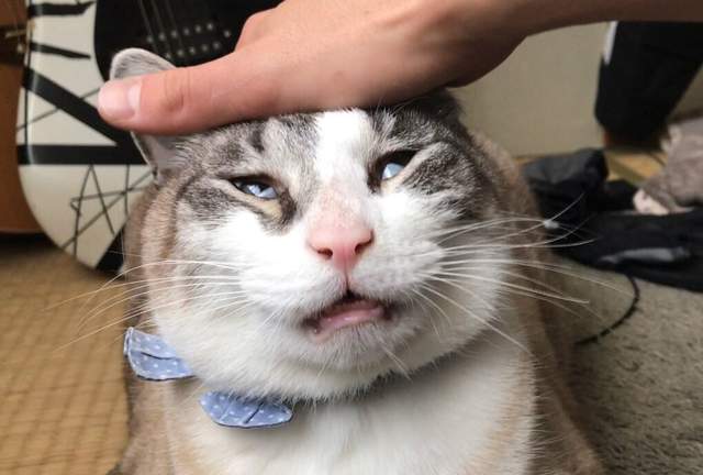 《貓的崩壞寫真大賽》爆笑多於療癒的超神貓咪tag降臨www