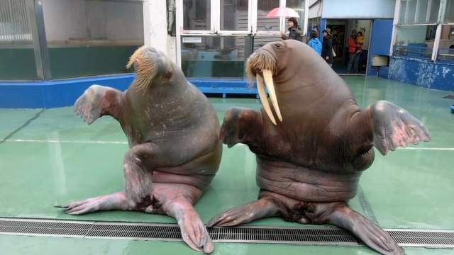 你看過《會跳PPAP的海象》嗎？真的會照著節奏跳耶（驚奇）