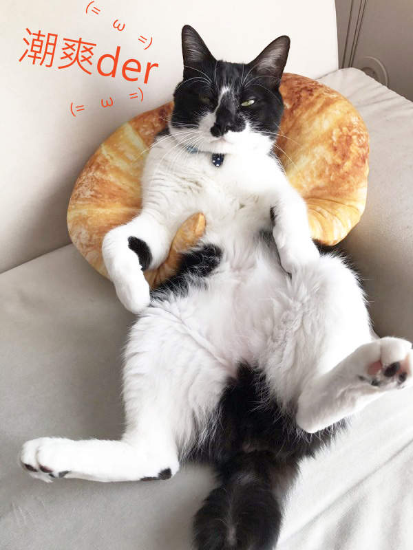 《廢柴人生的精選商品》喵的勒牛角麵包怎麼可以這麼舒服ω