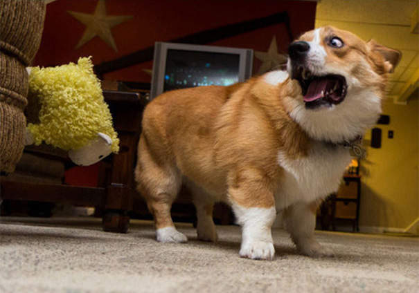 《狗狗什麼都會怕》你們表情也太生動了吧? 《狗狗什麼都會怕》你們表情也太生動了吧?