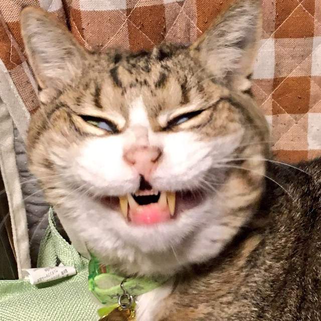 推特正夯《貓的崩壞寫真大賽》趴兔 貓奴表示:這些醜照終於有亮相的時候了(淚) 推特正夯《貓的崩壞寫真大賽》趴兔 貓奴表示:這些醜照終於有亮相的時候了(淚)