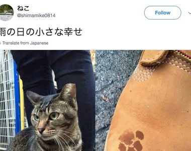 《雨天小確幸》貓星人留下期間限定紀念品 《雨天小確幸》貓星人留下期間限定紀念品