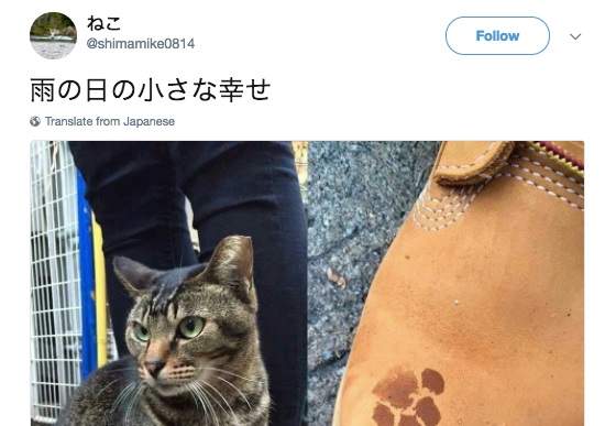 《雨天小確幸》貓星人留下期間限定紀念品