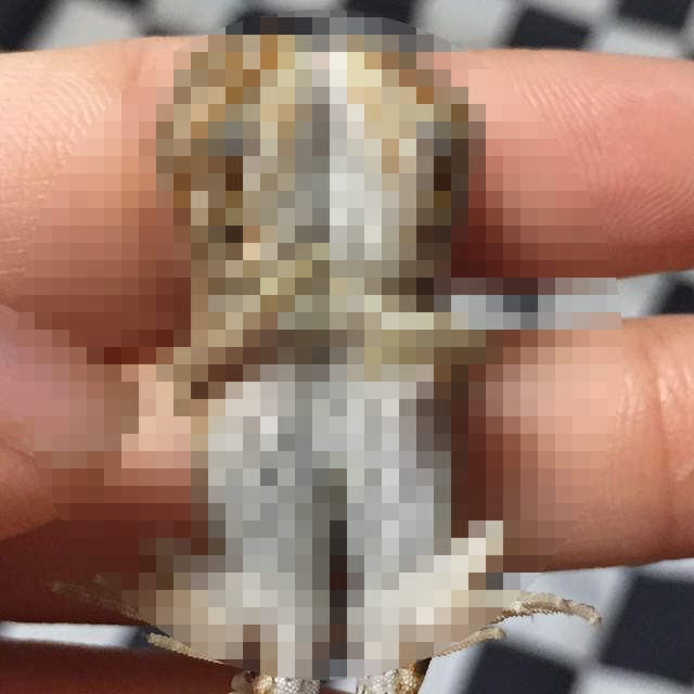 推特瘋傳《連體鬃獅蜥》抱在一起出生的樣子也太可愛惹啊啊啊(*´∀`)~♥ 推特瘋傳《連體鬃獅蜥》抱在一起出生的樣子也太可愛惹啊啊啊(*´∀`)~♥