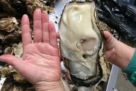 推特瘋傳《日本宮城縣驚現巨大化牡蠣》看過比手掌還大的生蠔嗎? 推特瘋傳《日本宮城縣驚現巨大化牡蠣》看過比手掌還大的生蠔嗎?
