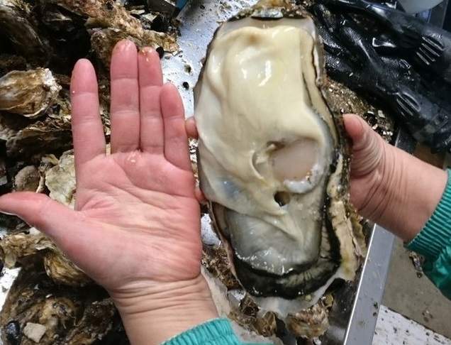 推特瘋傳《日本宮城縣驚現巨大化牡蠣》看過比手掌還大的生蠔嗎？