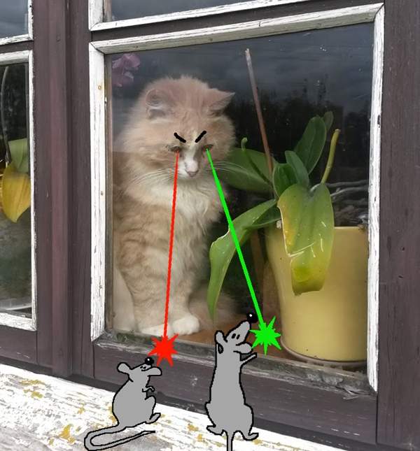 《想像力無極限的寵物塗鴉》一筆畫下喵星人就變大神了