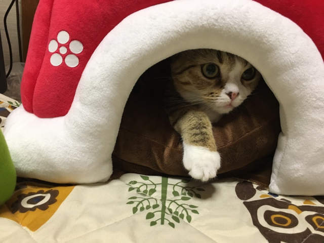 超可愛的《寵物暖爐桌》貓主子~不是把頭埋進去啦....咦?原來是太胖進不去喔XD 超可愛的《寵物暖爐桌》貓主子~不是把頭埋進去啦....咦?原來是太胖進不去喔XD