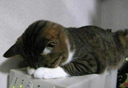 傳說中的《道歉睡姿》第三彈　呼嚕聲加上超萌姿勢你受的了嗎