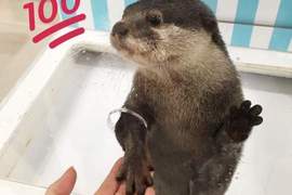 《日本水獺寶寶見面握手會》限定20人參加,伸手手簡直太可愛啦❤ 《日本水獺寶寶見面握手會》限定20人參加,伸手手簡直太可愛啦❤