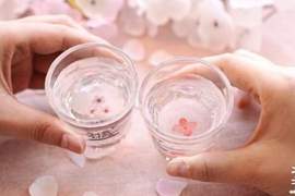 燒酒也來賞櫻《櫻花燒酒杯》開賣啦~賞櫻就是要用櫻花杯喝酒嘛 燒酒也來賞櫻《櫻花燒酒杯》開賣啦~賞櫻就是要用櫻花杯喝酒嘛
