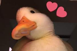 《療癒》這樣可愛的鴨鴨肥肚肚可惡想摸❤ 《療癒》這樣可愛的鴨鴨肥肚肚可惡想摸❤
