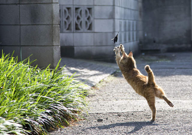 毫無防備之《貓咪被偷拍的瞬間》沒參加世大運體操真是可惜~喵 毫無防備之《貓咪被偷拍的瞬間》沒參加世大運體操真是可惜~喵
