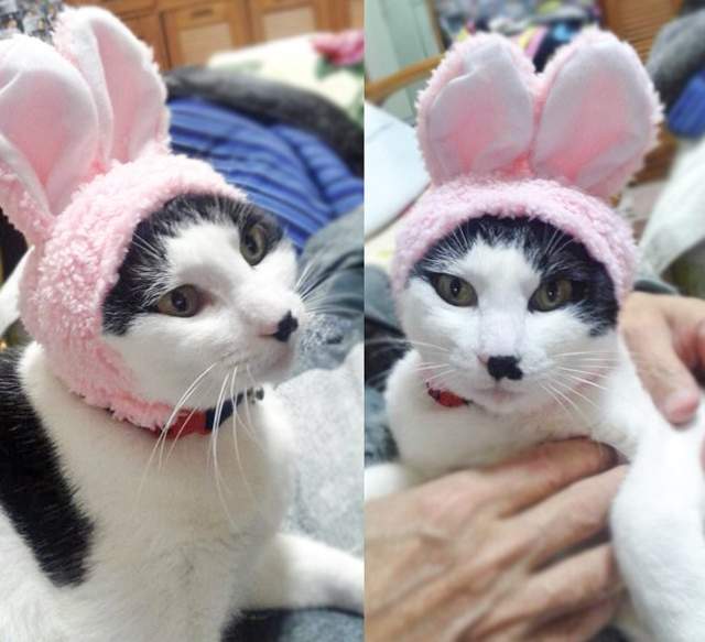 老樣子《貓咪兔耳頭套》除了給貓主子變兔子之外～還可以用在....