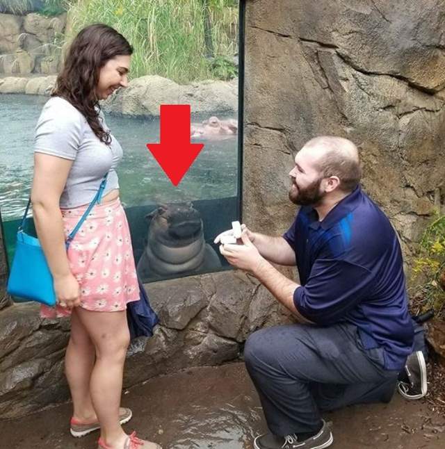 《亂入求婚現場的河馬Fiona》結果因為太萌了被新人原諒ww 《亂入求婚現場的河馬Fiona》結果因為太萌了被新人原諒ww