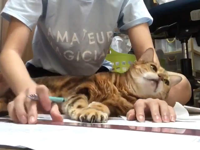 《有養貓的Coser辛苦之處》應該不只Coser吧~相信設計相關的應該都懂吧? 《有養貓的Coser辛苦之處》應該不只Coser吧~相信設計相關的應該都懂吧?