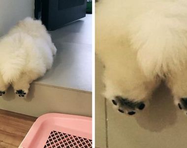 《養了朵形狀可愛的雲》鬆獅犬Puffie快把網路掀翻了 《養了朵形狀可愛的雲》鬆獅犬Puffie快把網路掀翻了