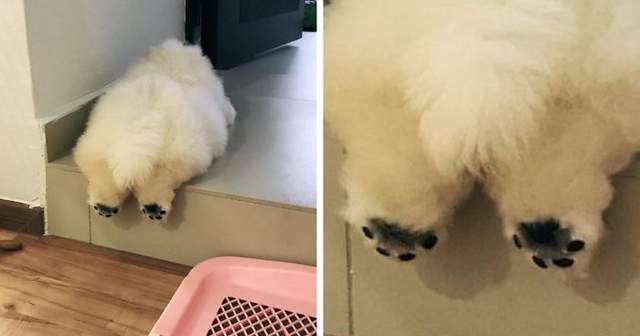 《養了朵形狀可愛的雲》鬆獅犬Puffie快把網路掀翻了