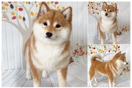 超逼真《羊毛氈柴犬》好像下一秒就會自己動起來 超逼真《羊毛氈柴犬》好像下一秒就會自己動起來