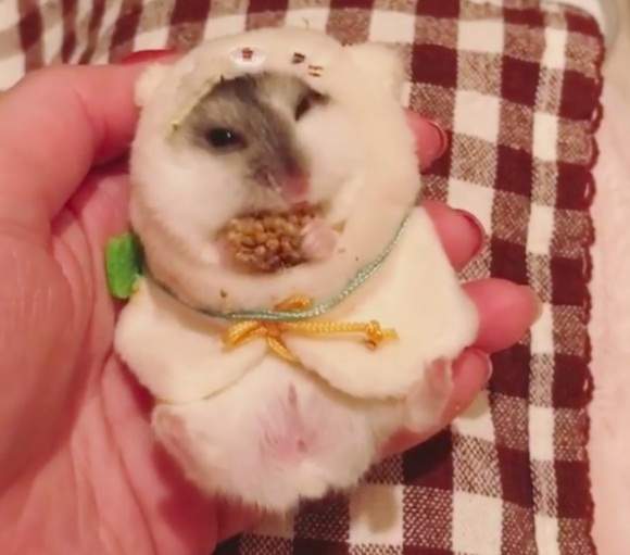 《會自己換裝的倉鼠》原來主人利用了這樣簡單的機關... 《會自己換裝的倉鼠》原來主人利用了這樣簡單的機關...