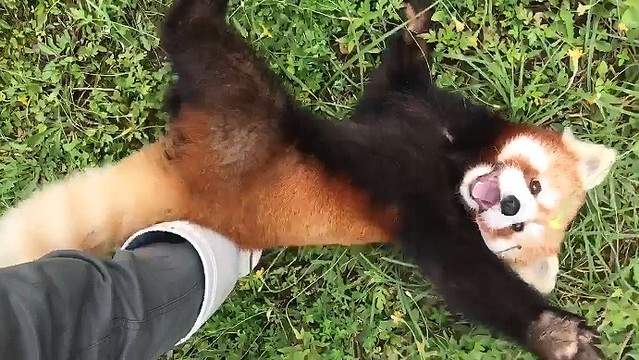 好犯規《撒嬌小貓熊》黏在飼育員腳邊要人陪他玩也太可愛了♥