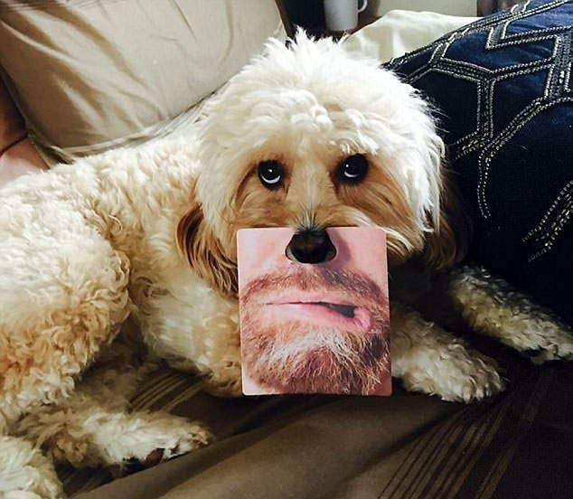 《對寵物惡作劇.gif》從此再也不相信鏟屎官了...