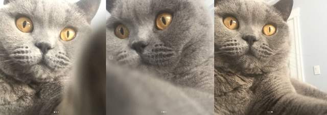 IG新寵兒《驚恐貓駕到》好了快告訴我鬼在哪!!! IG新寵兒《驚恐貓駕到》好了快告訴我鬼在哪!!!