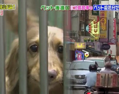 日本綜藝節目話題《台灣虐狗繁殖場的真面目》可愛寵物的媽媽很淒慘…… 日本綜藝節目話題《台灣虐狗繁殖場的真面目》可愛寵物的媽媽很淒慘……