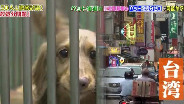 日本綜藝節目話題《台灣虐狗繁殖場的真面目》可愛寵物的媽媽很淒慘…… 日本綜藝節目話題《台灣虐狗繁殖場的真面目》可愛寵物的媽媽很淒慘……