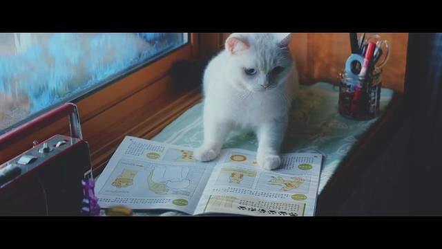 《貓咪專用通信講座》喵星人在家也能利用時間讀書自學ww