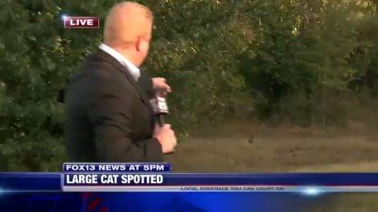 《記者現場直播住宅區出現美洲獅》結果....拍到一隻呆萌貓