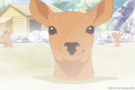 觀光客注意《奈良公園的鹿只准餵鹿仙貝》亂餵的傢伙最高罰5萬…… 觀光客注意《奈良公園的鹿只准餵鹿仙貝》亂餵的傢伙最高罰5萬……
