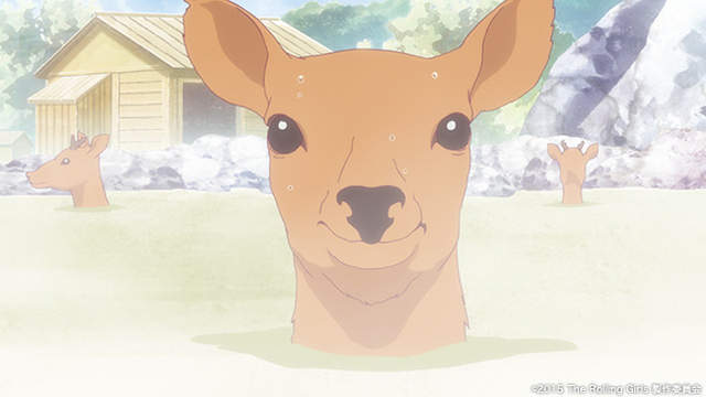 觀光客注意《奈良公園的鹿只准餵鹿仙貝》亂餵的傢伙最高罰5萬……