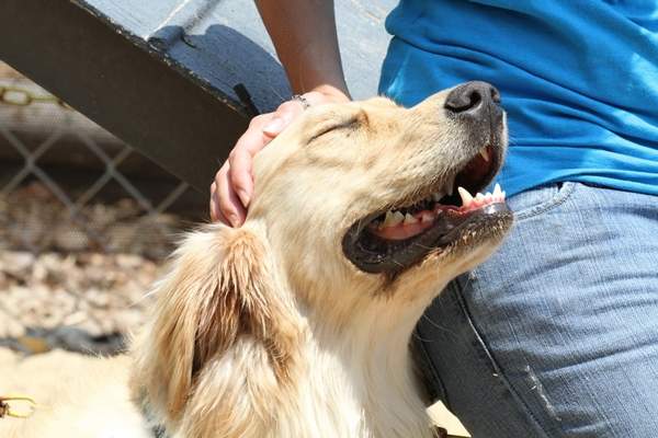 《狗狗不喜歡的飼主行為》原來牠們不愛我們摸頭？