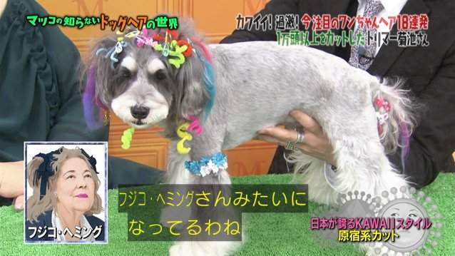 日本節目介紹《狗狗的時尚髮型》毛弄這樣狗狗真的會開心嗎... 日本節目介紹《狗狗的時尚髮型》毛弄這樣狗狗真的會開心嗎...